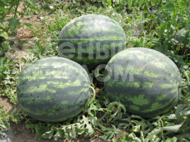 Насіння кавуна Зенго F1 / Zengo F1,70-75 днів купити оптом і в роздріб в Україні за вигідною ціною