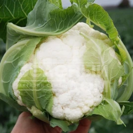 Семена капусты цветной Саборд F1 / Sabord F1,60 дней купить оптом и в розницу в Украине по выгодной цене