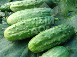 Насіння огірків Даліла F1 / Dalila F1 купити оптом і в роздріб в Україні за вигідною ціною