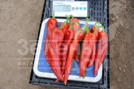 Семена горького перца Тандер F1 / Thunder F1,70-75 дней купить оптом и в розницу в Украине по выгодной цене