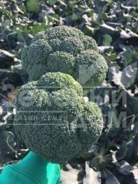 Семена капусты брокколи Стирлинг F1 / Styrlynh F1,78-80 дней купить оптом и в розницу в Украине по выгодной цене