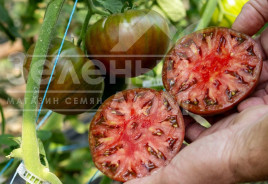 Томат Тарагона F1 / Taragona F1  купити оптом і в роздріб в Україні за вигідною ціною