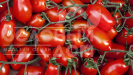 Насіння томатів Тейлор F1 / Teilor F1,95-100 днів купити оптом і в роздріб в Україні за вигідною ціною