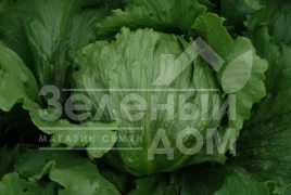 Семена салата Экспрешион / Expression купить оптом и в розницу в Украине по выгодной цене