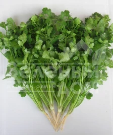 Семена кинзы (кориандра) Лонг Стендинг / Long Standing купить оптом и в розницу в Украине по выгодной цене