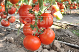 Насіння томатів Чінто F1 / Cinto F1,90-100 днів купити оптом і в роздріб в Україні за вигідною ціною