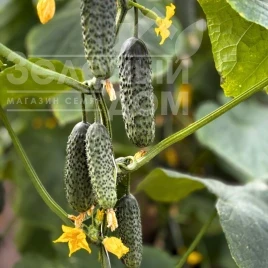 Семена огурцов Мартин F1 / Martyn F1  купить оптом и в розницу в Украине по выгодной цене