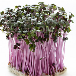 Насіння мікрогрін Мікрогрін Мізуна червона / Microgreen Mizuna red купити оптом і в роздріб в Україні за вигідною ціною