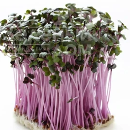 Насіння мікрогріну Мікрогрін Мізуна червона / Microgreen Mizuna red купити оптом і в роздріб в Україні за вигідною ціною