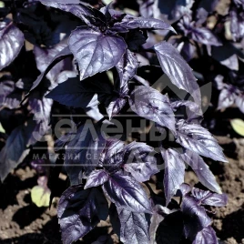 Семена базилика Гранд Пёрпл Верт / Grand Purple Vert купить оптом и в розницу в Украине по выгодной цене