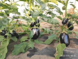 Насіння баклажанів Регтайм (INX 804) F1 / Regtime (INX 804) F1,80-85 днів купити оптом і в роздріб в Україні за вигідною ціною