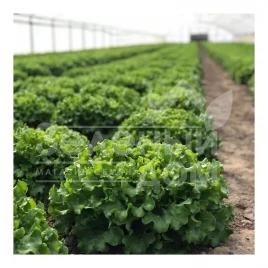 Семена салата Кюрли / Kurly купить оптом и в розницу в Украине по выгодной цене