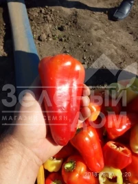 Семена сладкого перца Лостун F1 / Lostun F1, 60-63 дня купить оптом и в розницу в Украине по выгодной цене