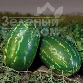 Семена арбуза КС 350 F1 / KS 350 F1 купить оптом и в розницу в Украине по выгодной цене