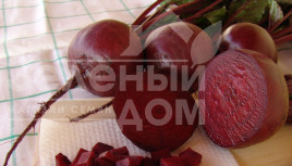 Насіння буряка Бона / Bona,115-120 днів купити оптом і в роздріб в Україні за вигідною ціною