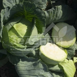 Семена капусты белокочанной Кататор F1 / Katator F1,80-85 дней купить оптом и в розницу в Украине по выгодной цене