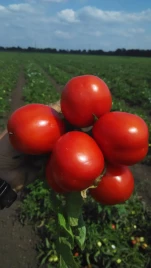 Семена томатов Эдвайзер F1 / Edvajzer F1,100-105 дней купить оптом и в розницу в Украине по выгодной цене