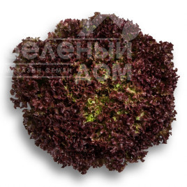 Насіння салату Вілбур / Wilbur купити оптом і в роздріб в Україні за вигідною ціною