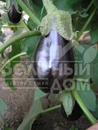 Семена баклажана Классик F1 / Classic F1,70-75 дней купить оптом и в розницу в Украине по выгодной цене