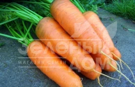 Семена моркови Шантане 2-Комет / Shantane 2-Comet,100-110 дней купить оптом и в розницу в Украине по выгодной цене
