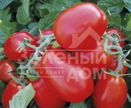 Семена томатов 1510 F1 / 1510 F1, 110 дней купить оптом и в розницу в Украине по выгодной цене