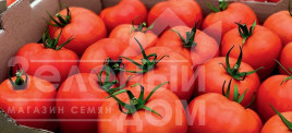 Насіння томатів Шахмат F1 / Shakhmat F1, 65-70 днів купити оптом і в роздріб в Україні за вигідною ціною
