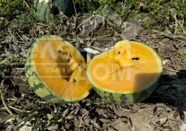 Семена арбуза Сантиз F1 / Santiz F1, 55-60 дней купить оптом и в розницу в Украине по выгодной цене