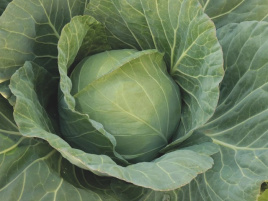 Насіння капусти білокачанної Чіта F1 / Chita F1,65 днів купити оптом і в роздріб в Україні за вигідною ціною