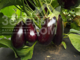 Насіння баклажанів Неро / Nero купити оптом і в роздріб в Україні за вигідною ціною