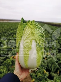 Семена капусты пекинской ЖС 4040 F1 / JS 4040 F1 купить оптом и в розницу в Украине по выгодной цене