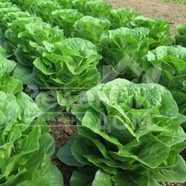 Семена салата Типикал / Typical  купить оптом и в розницу в Украине по выгодной цене