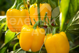 Насіння солодкого перцю Турбін F1 / Turbine F1,80 днів купити оптом і в роздріб в Україні за вигідною ціною