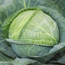 Семена капусты белокочанной Одиссей F1 / Odissey F1 купить оптом и в розницу в Украине по выгодной цене