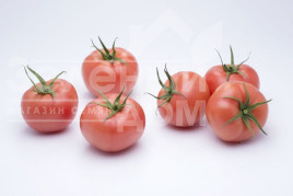 Насіння томатів Мамстон F1 / Mamston F1,58-60 днів купити оптом і в роздріб в Україні за вигідною ціною