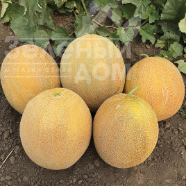 Насіння дині Фландер F1 / Flander F1,70 днів купити оптом і в роздріб в Україні за вигідною ціною