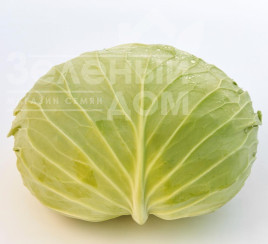Насіння капусти білокачанної Фелісіті F1 / Felisiti F1, 70-75 днів  купити оптом і в роздріб в Україні за вигідною ціною