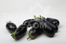 Насіння баклажанів Антрацит F1 / Antratsyt F1,85-95 днів купити оптом і в роздріб в Україні за вигідною ціною