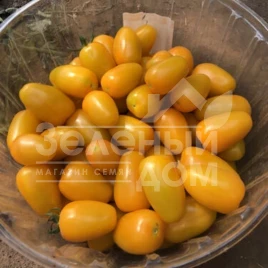 Семена томатов Еллоу Бидс F1 / Yellow Bids F1, 90 дней купить оптом и в розницу в Украине по выгодной цене