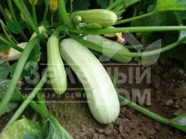Семена кабачков Квета / Kveta купить оптом и в розницу в Украине по выгодной цене