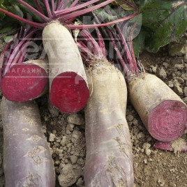 Насіння буряка Ренова / Renova, 125-130 днів купити оптом і в роздріб в Україні за вигідною ціною