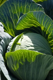 Семена капусты белокочанной Синтекс F1 / Sintex F1,83 дня купить оптом и в розницу в Украине по выгодной цене