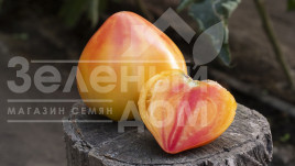 Насіння томатів Мадрід F1 / Madrid F1 купити оптом і в роздріб в Україні за вигідною ціною