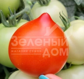 Семена томатов Лангранж F1 / Lagrange F1, 60-63 дня купить оптом и в розницу в Украине по выгодной цене