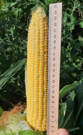 Насіння кукурудзи Сансвіт F1 / Sansweet F1, 75-78 днів купити оптом і в роздріб в Україні за вигідною ціною