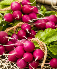 Насіння редису Віола / Viola купити оптом і в роздріб в Україні за вигідною ціною