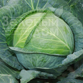 Насіння капусти білокачанної Супер Колобок F1 / Super Kolobok F1 купити оптом і в роздріб в Україні за вигідною ціною