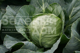 Насіння капусти білокачанної Єтма F1 / Jetma F1,45-50 днів купити оптом і в роздріб в Україні за вигідною ціною