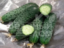 Семена огурцов Сатина F1 / Satina F1,38-40 дней купить оптом и в розницу в Украине по выгодной цене