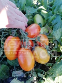 Семена томатов Хантер F1 / Hanter F1 купить оптом и в розницу в Украине по выгодной цене