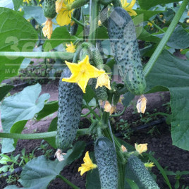 Насіння огірків Лютояр F1 / Lutoyar F1,32-35 днів купити оптом і в роздріб в Україні за вигідною ціною
